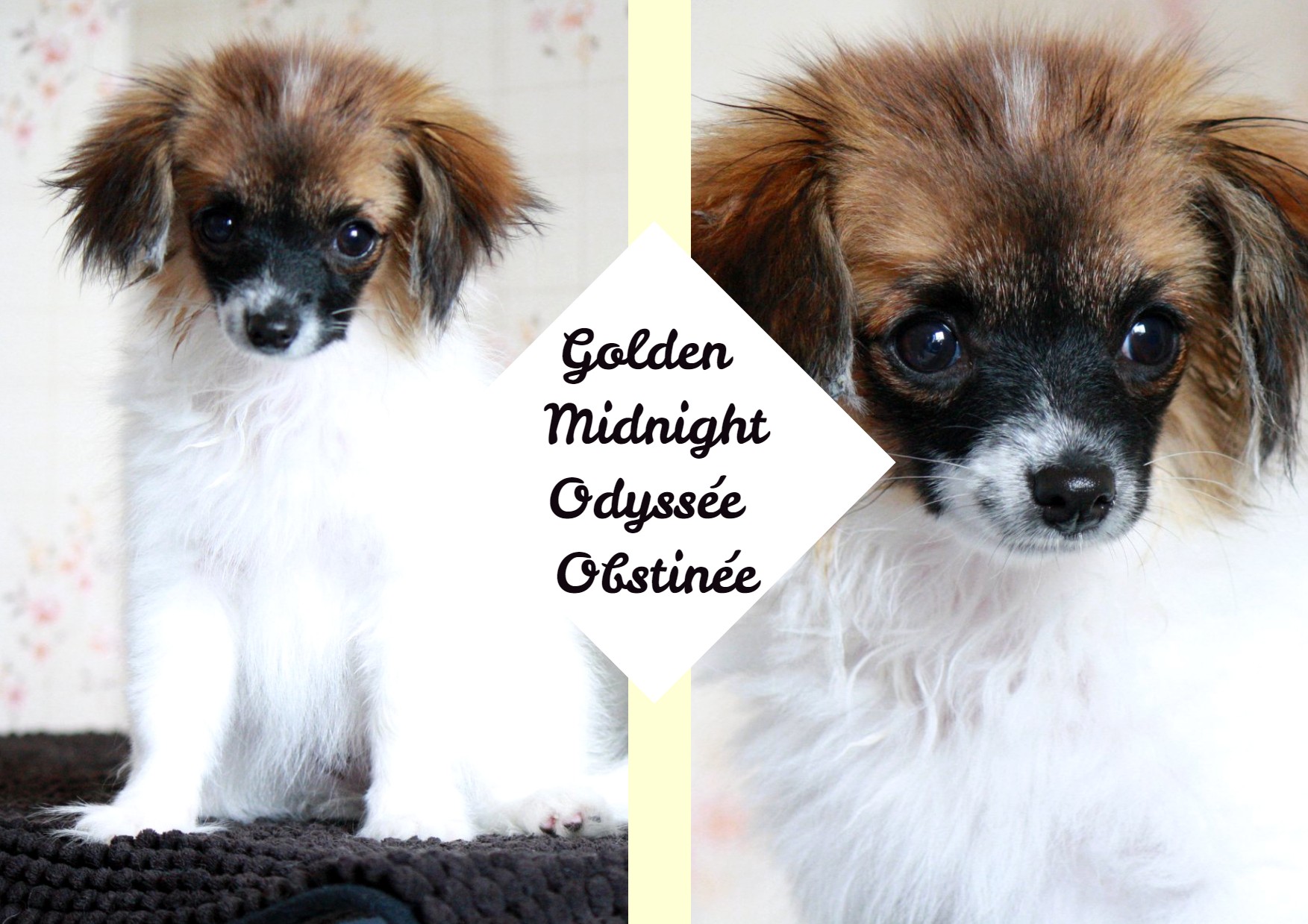 Golden Midnight Odyssée obstinée